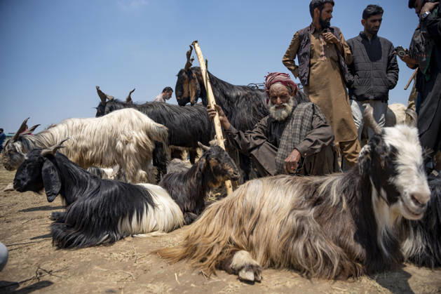 Preparations for the Islamic festival of Eid al-Adha, impressions from around the world