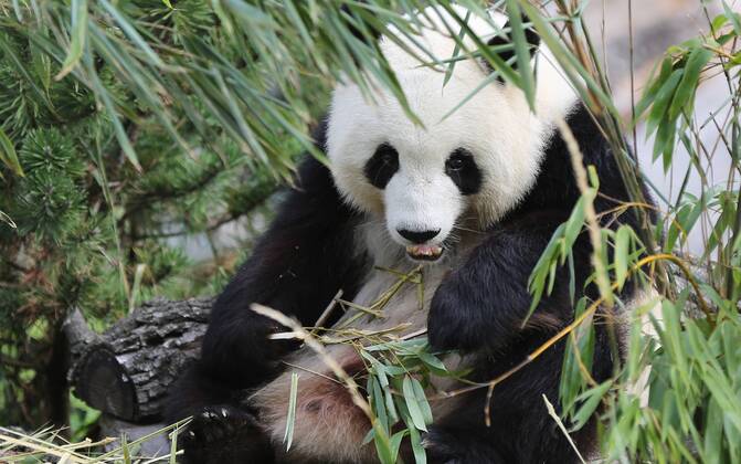 Berlin, Panda bear Meng Meng gives birth to twins