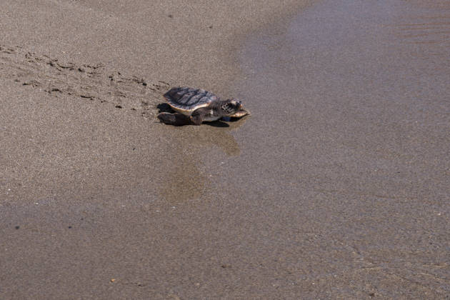 Spain: Turtles are being released back into the sea