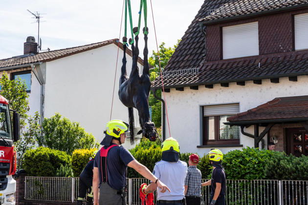 Hesse: Horse falls down cellar stairs in Klein-Auheim