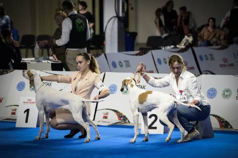 Poland, Euro Dog Show in Nadarzyn