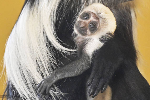 Tschechische Republik, Tierbaby Ruwenzori colobus in Pilsen