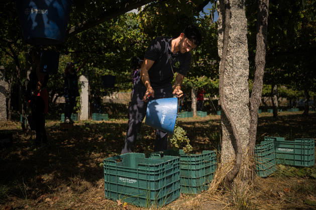 Spain, the grape harvest in Galicia