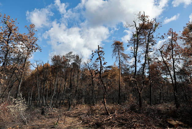 France, Area burnt by a forest fire in the Forest of Fontainebleau