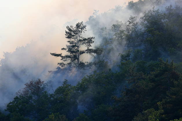 Crimea, forest fires