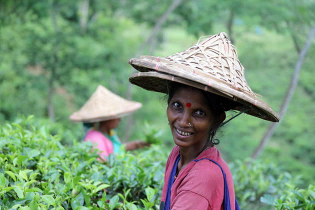 Bangladesh, tea harvest in Sreemangal