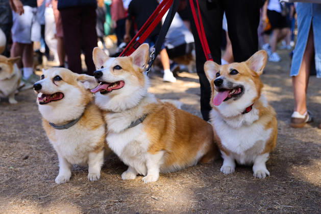 London, Corgi-Parade zum Andenken an Queen Elizabeth II.