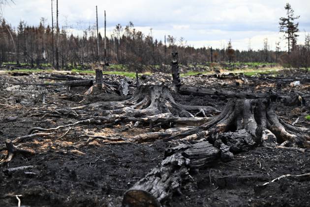 Belgien, Waldbrände im Hohen Venn