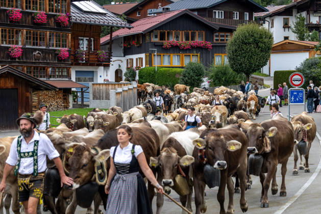 Bayern, Almabtrieb im Allgäu