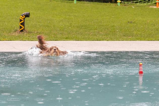 NRW, Hundeschwimmen im Freibad in Werne