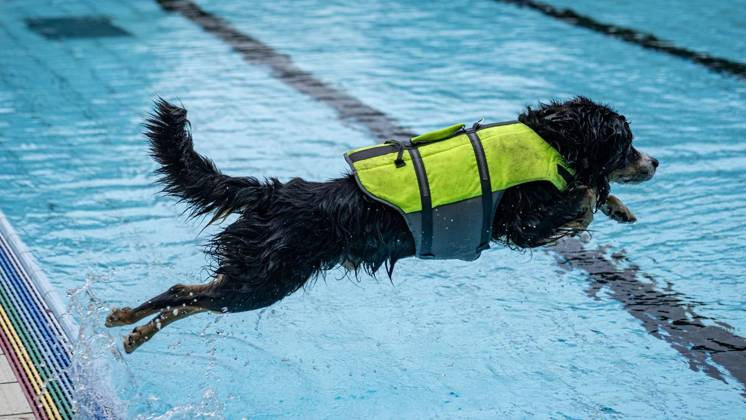 NRW, Hundeschwimmen im Freibad in Moers