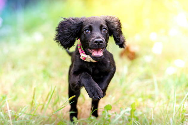 World Dog Day on 10 October