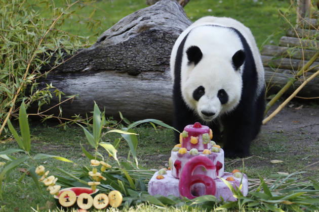 Spain, Panda’s birthday at Madrid Zoo