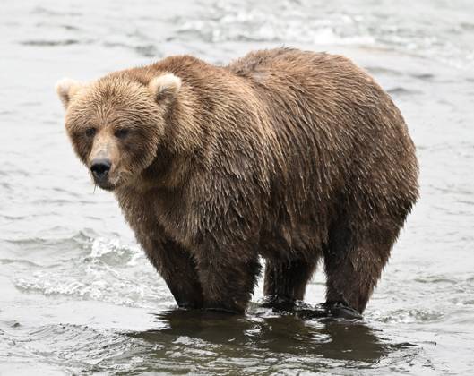 Fat Bear Week 2026 im Katmai Nationalpark in Alaska