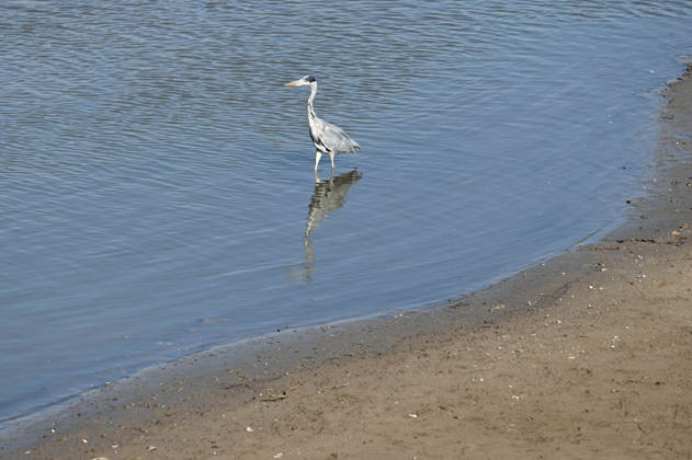 Nordrhein-Westfalen, Niedrigwasser im Düsseldorfer Hafen