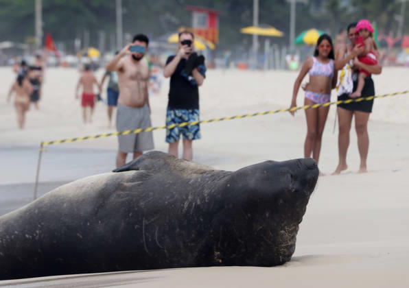 Brasilien, See-Elefant am Strand von Copacabana in Rio de Janeiro