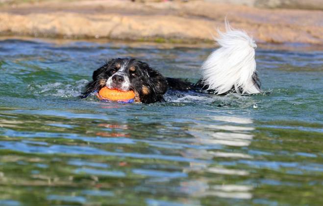 North Rhine-Westphalia, dog swimming at the outdoor pool in Mülheim