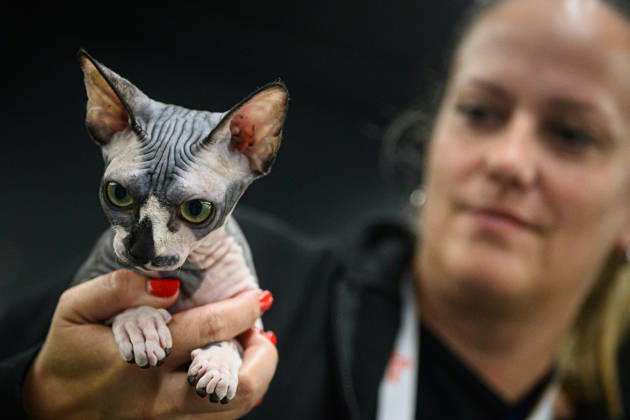 Croatia, Cat Show in Zagreb