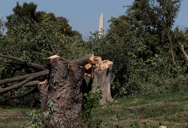USA: Felling of trees at the historic East Potomac golf course in Washington DC