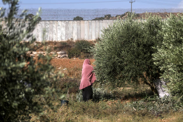 Westjordanland, Olivenernte bei Hebron