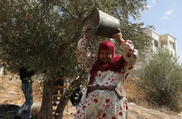 Westjordanland, Olivenernte bei Nablus