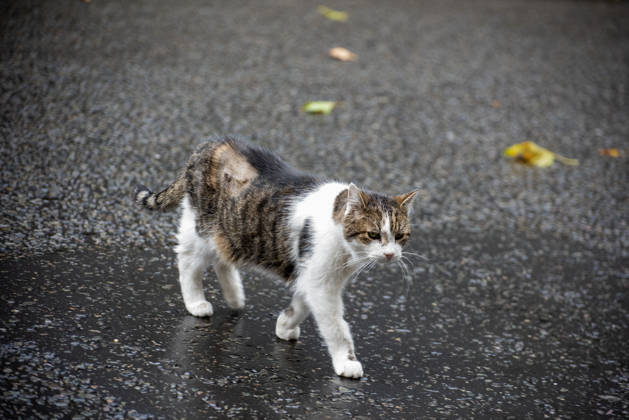 London, Larry the cat outside 10 Downing Street