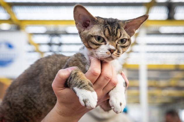 The Netherlands, FIFe World Cat Show in Vijfhuizen