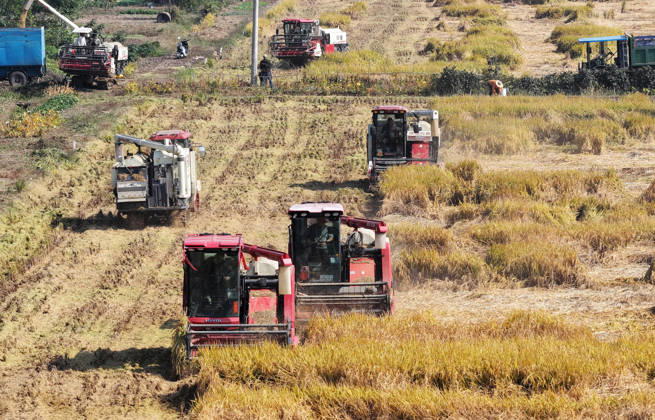 China, Harvest in Yangzhou