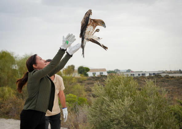 Spain: Release of three birds of prey in El Puerto de Santa María
