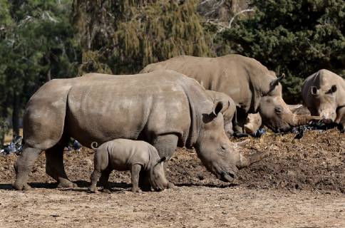 Israel, rhinoceros boy in Ramat Gan