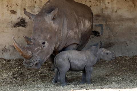 Israel, white rhino offspring in the Safari Park in Ramat Gan