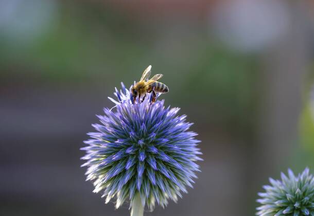 The honey bee most frequently observed in Berlin and Brandenburg