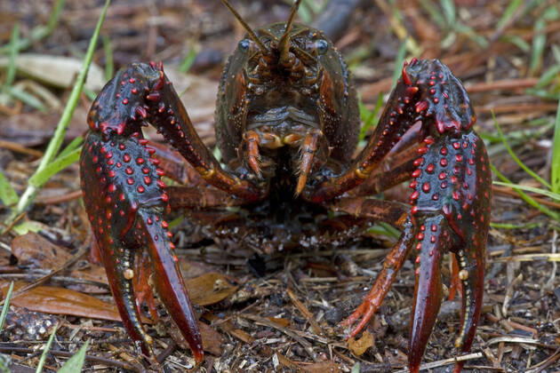 Berlin, for many years invasive swamp crawfish from