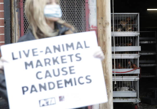 Coronavirus in USA, Tierschützer protestieren vor Schlachthof in New York