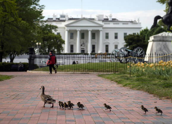 Coronavirus in den USA, Enten erobern die Straßen in Washington