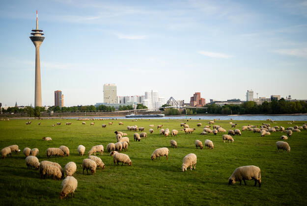 Coronavirus in NRW, Schafherde nahe Düsseldorf